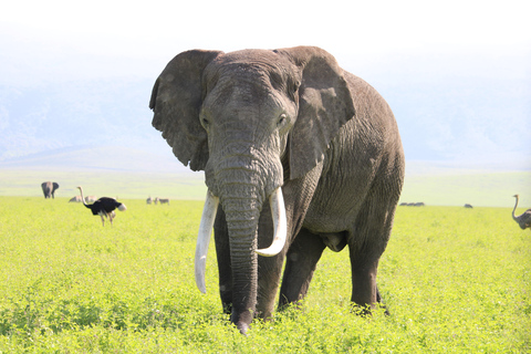 Safari en camping en grupo de 5 días por el Serengeti, Ngorongoro y ManyaraSafari en grupo de 5 días por el Serengeti, el Ngorongoro y el Lago Manyara