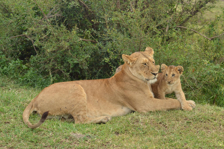 Nairobi: Safari economico di 2 giorni nel Masai Mara con visita ai villaggi