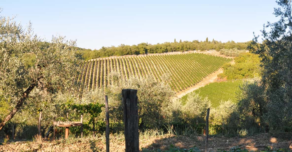 Afbeelding 0 van Chianti: biologische tuin en wijnproeverij
