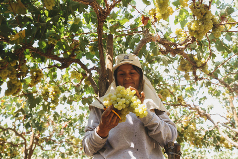 From Ica: Wine and Pisco Cellar Sightseeing Tour with Tastings and Transfers Premium Pisco Route (Afternoon)
