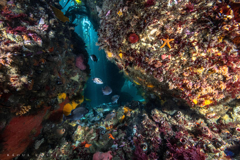 Ciudad del Cabo; Inmersión SCUBA en el Bosque de Algas