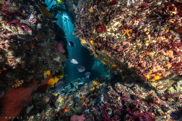 Kapstaden; SCUBA-dykning i Kelp Forest