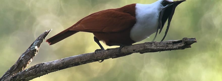 Monteverde : Visite d'une demi-journée d'observation des oiseaux