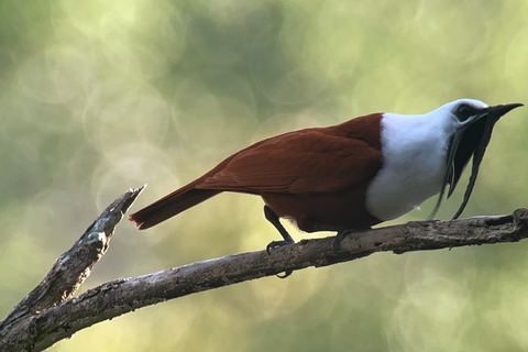 Monteverde: Halbtagestour zur VogelbeobachtungGemeinsame Gruppentour