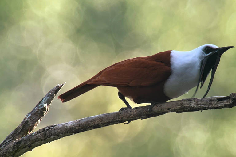 Monteverde: Tour di mezza giornata dedicato al birdwatchingTour di gruppo condiviso