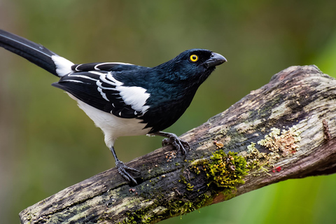 From Cusco: 4-Day Manu Cloud Forest Birdwatching Tour