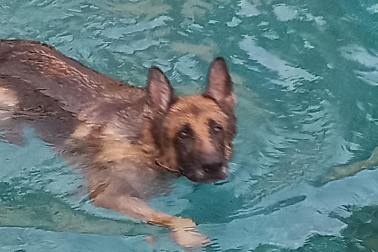 Baignade avec les cétacés Visite privée en bateau Genova Portofino