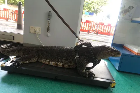 Bristol: Gran lagarto guardián para dos personas