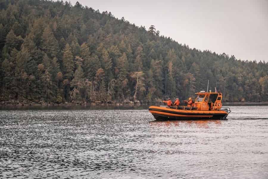 Nanaimo: Whale Watching Open Bootstour. Foto: GetYourGuide