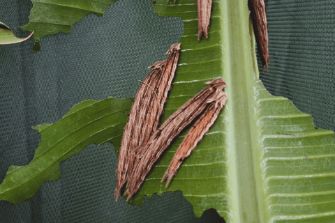 Boquete Butterfly House: Panama's Largest Butterfly Exhibit