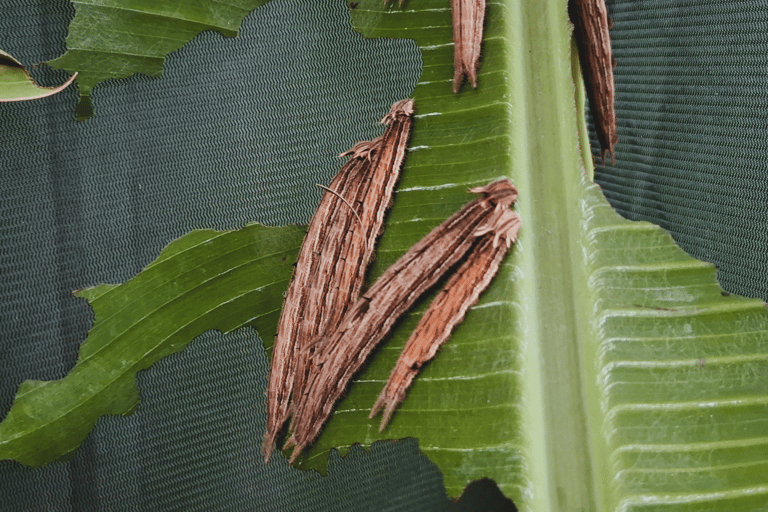 Boquete Butterfly House: Panama's Largest Butterfly Exhibit