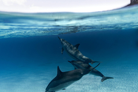 Mombaça: cruzeiro de dhow na Ilha Wasini com almoço e snorkelingMombaça: cruzeiro de barco tradicional na Ilha de Wasini com almoço e mergulho com snorkel