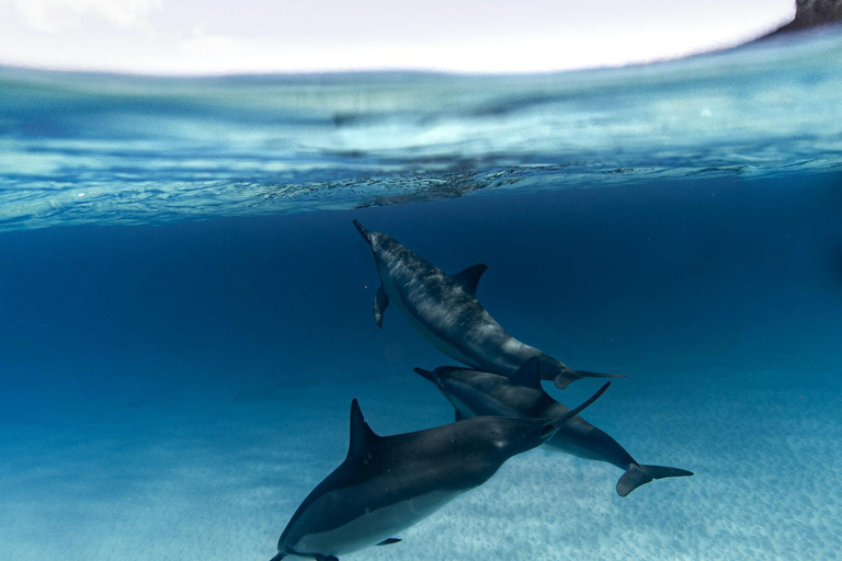 Mombaça: cruzeiro de dhow na Ilha Wasini com almoço e snorkelingMombaça: cruzeiro de barco tradicional na Ilha de Wasini com almoço e mergulho com snorkel
