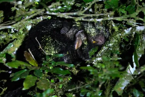 Monteverde: Oktari Monteverde Night Walk Tour