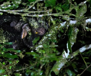 Monteverde: Tour a piedi notturno Oktari Monteverde