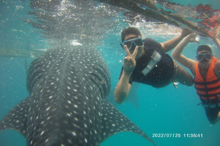 Cebu: Whaleshark Encounter, Tumalog Falls, & Monkey Viewing Whale shark Encounter, Tumalog Falls and Monkey Viewing Tour