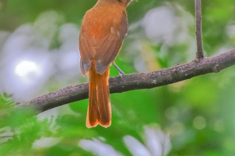 Alter do Chão: Amazon Wildlife Safari & Birdwatching Alter do Chão: Amazon Wildlife Safari & Birdwatching AM