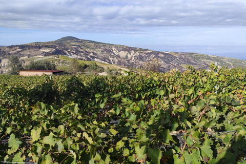 Tour privato per la degustazione di olio d&#039;oliva e vino con prelievo