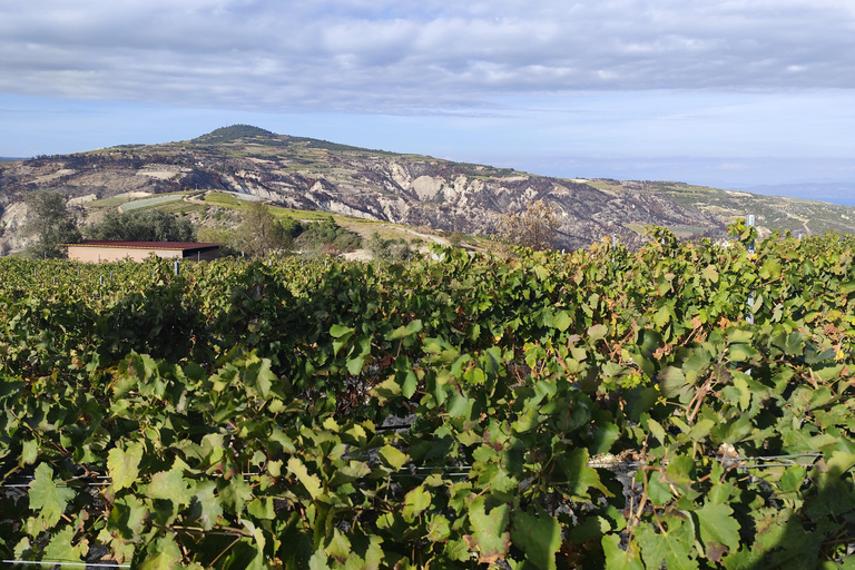 Tour particular para degustação de azeite e vinho com serviço de busca