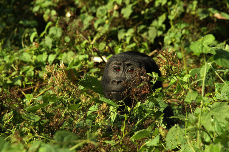 5 Días en el Parque Nacional Impenetrable de Bwindi