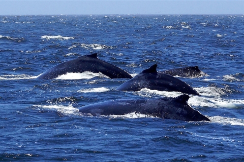 Delfiny i wieloryby, prywatna wycieczka z rurkąDelfiny i wieloryby, prywatna wycieczka i snorkeling