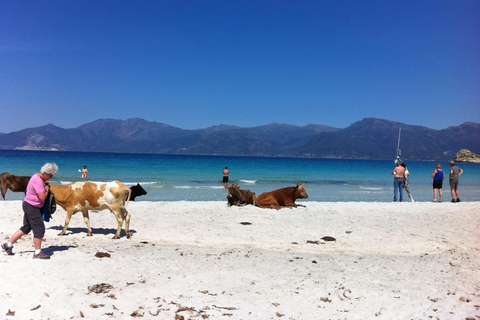 Bastia: Embark on an Adventure with Our 4x4 Tour, Departing from Furiani Private: Embark on an adventure with our 4x4 excursion, departing from Furiani