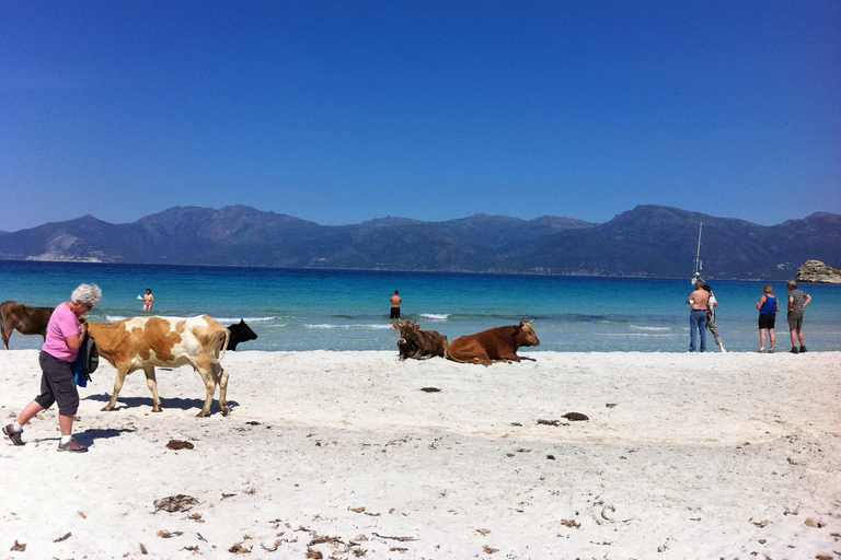 Bastia: Embark on an Adventure with Our 4x4 Tour, Departing from Furiani Private: Embark on an adventure with our 4x4 excursion, departing from Furiani