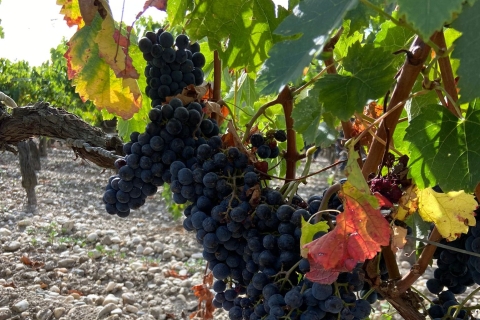 Bordeaux: Wioska Saint Emilion z zamkami i degustacją wina