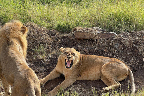 Nairobi National Park Full or Half-Day Tour with Guide Nairobi National Park Half-Day Tour with Guide