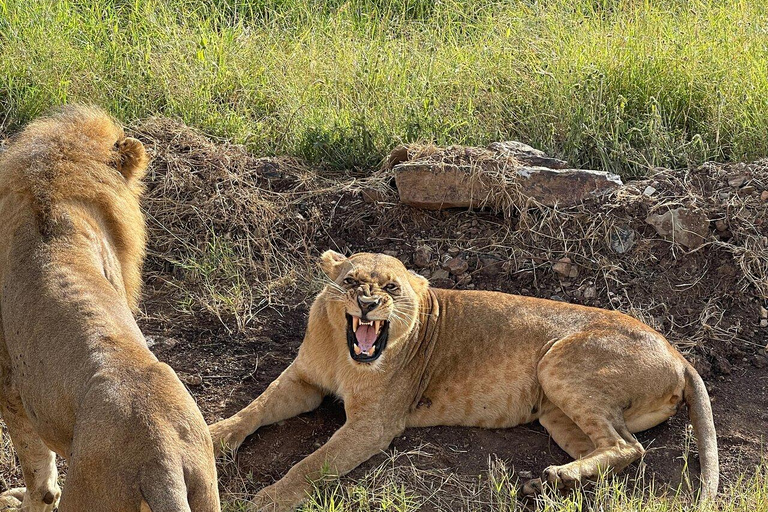 Nairobi National Park Full or Half-Day Tour with Guide Nairobi National Park Half-Day Tour with Guide