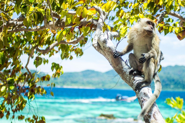 Phuket : Viagem à ilha Phi Phi em lancha rápida com almoço