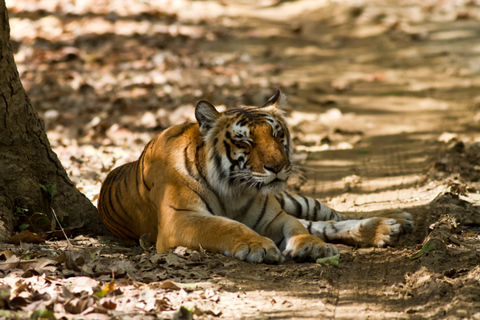 From Delhi: 2-Day Jim Corbett Wildlife Safari Tour by Car From Delhi: 2-Day Jim Corbett Wildlife Safari Tour by Car