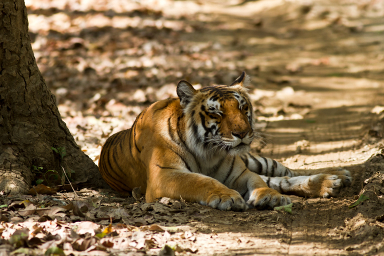 From Delhi: 2-Day Jim Corbett Wildlife Safari Tour by Car From Delhi: 2-Day Jim Corbett Wildlife Safari Tour by Car