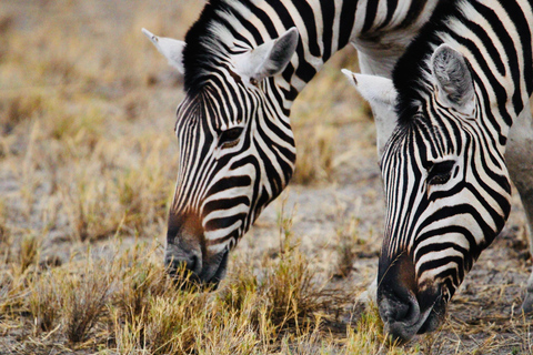 Windhoek: 3-Day Guided Safari in Etosha with Lodge