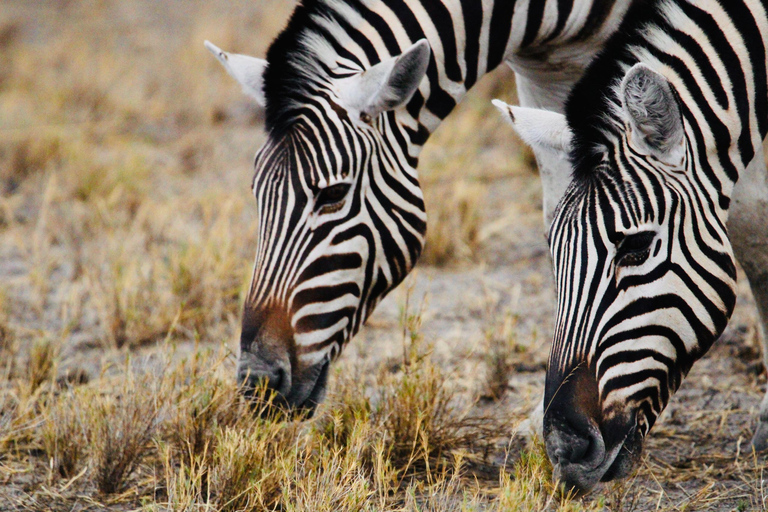 Windhoek: 3-Day Guided Safari in Etosha with Lodge