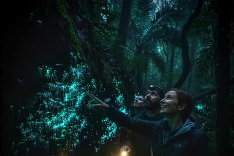 Byron Bay: Glowworms, Waterfalls & Rainforest Experience - Image 3