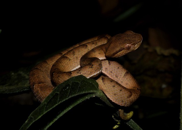 Monteverde: ontdek de nachtwezens