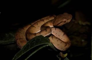 Monteverde: Entdeckung der Nachtgeschöpfe