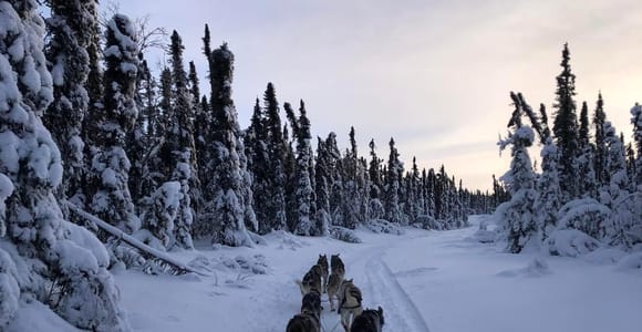 Fairbanks: Guided Dog Mushing Tour in Alaskan Winter