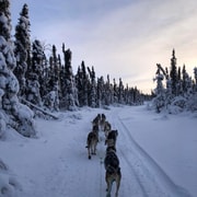 Fairbanks : sortie guidée en traîneau à chiens dans l'hiver de l'Alaska