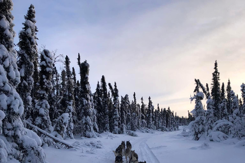 Fairbanks: Guided Dog Mushing Tour in Alaskan Winter (couples) Fairbanks: Guided Dog Mushing Tour in Alaska