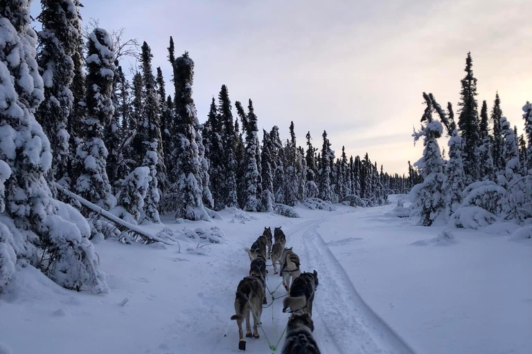 Fairbanks: Guided Dog Mushing Tour in Alaskan Winter