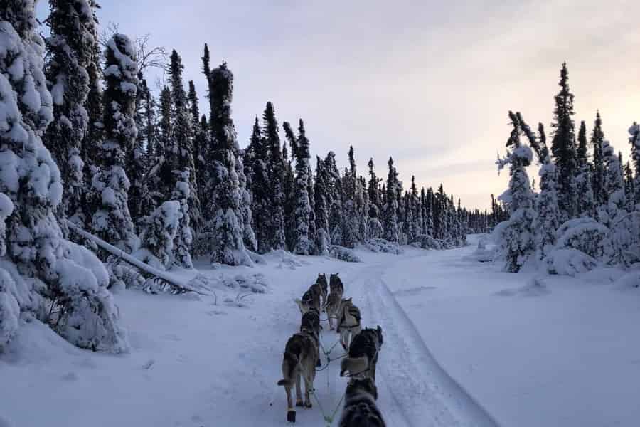 Fairbanks: Geführte Hunde-Mushing-Tour im Winter Alaskas. Foto: GetYourGuide Fairbanks: Geführte Hunde-Mushing-Tour im Winter Alaskas. Foto: GetYourGuide