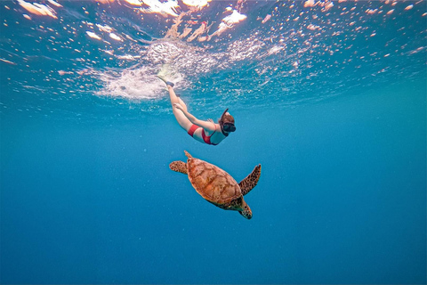 Mirissa VIP Turtles Snorkeling: Pool Training & Free GoPro