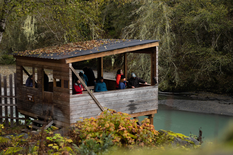 Campbell River: Toba Bears and Wilderness Grizzly Bear Tour