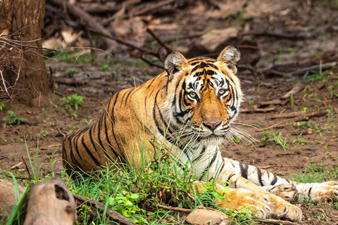 2-dniowe safari wśród dzikiej przyrody do Ranthambore i Sariska z DelhiWycieczka bez zakwaterowania