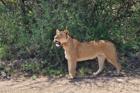 3 Days & 2 Nights Amboseli National Park With 4*4 Vehicle