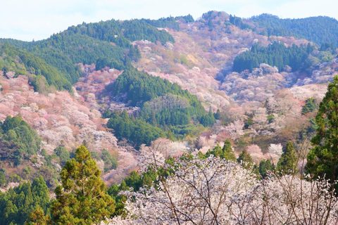 Cherry Blossom Buddha and Mt.Yoshino Tour From Osaka