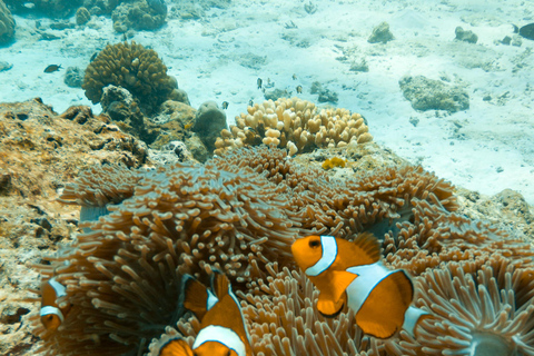 SIMILAN INSEL MIT DEM SCHNELLBOOT VON PHUKET AUS