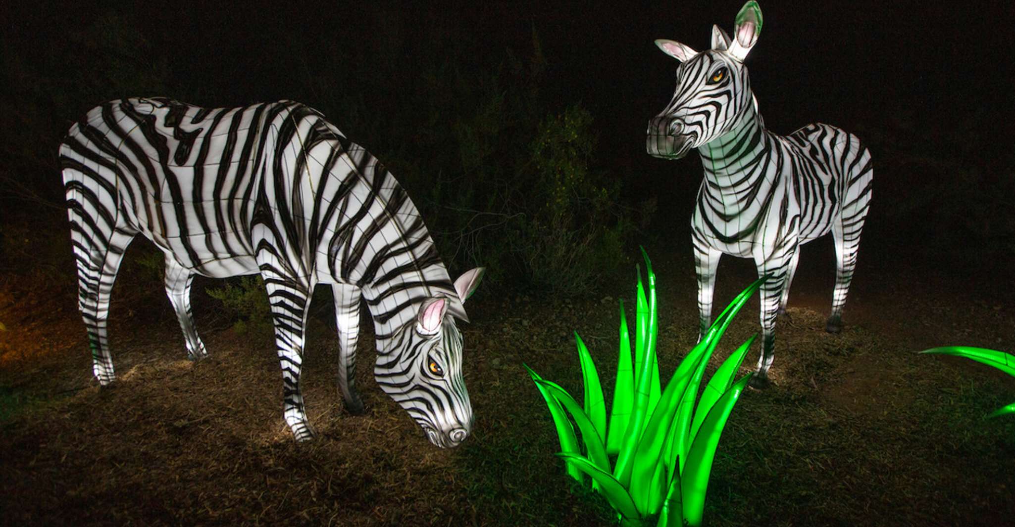 Phoenix, Phoenix ZooLights Eintrittskarte - Hizvo